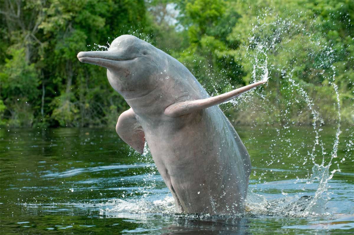 Descubren nueva especie de delfín en Ecuador