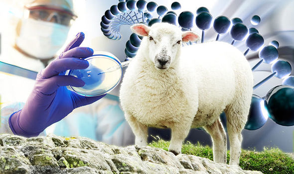 Biotecnología logra hibrido oveja-humano